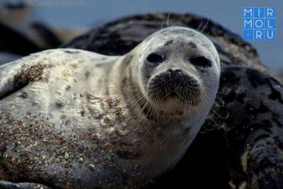 Ученые сделали новое заявление по случаю массовой гибели каспийских тюленей - mirmol.ru - респ. Дагестан