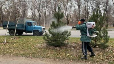 В Запорожье елки спасают от вандалов - lenta.ua - Запорожье