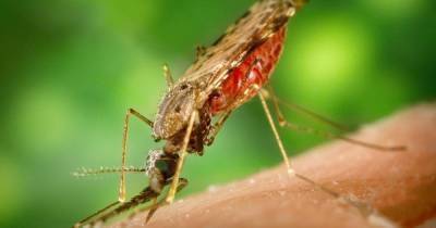 Вернулся из Африки и умер: в Харькове зафиксировали летальный случай малярии - tsn.ua - Харьков - Экваториальная Гвинея