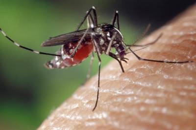 В Харькове зафиксировали летальный случай малярии - newsone.ua - Украина - Харьков - Экваториальная Гвинея - Гвинея