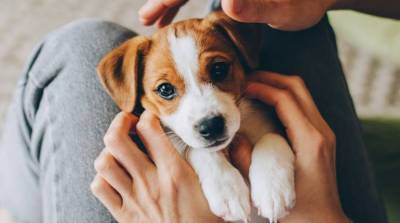 6 главных трудностей в содержании собаки: как их преодолеть? - skuke.net