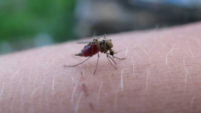 В Харькове от малярии умер мужчина - 24tv.ua - Канада - Харьков - Экваториальная Гвинея