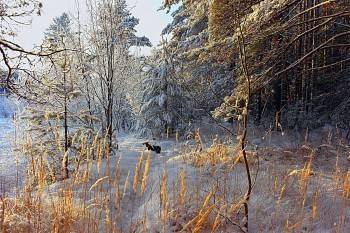 Тела погибших в лесу вологжан от диких зверей охраняла собака - vologda-poisk.ru - район Нюксенский