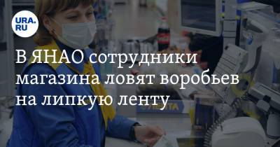 В ЯНАО сотрудники магазина ловят воробьев на липкую ленту. Фото - ura.news - Ноябрьск - окр. Янао