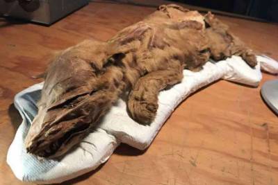 В Канаде обнаружили мумию, которой 57 тысяч лет - lenta.ua - США - Канада - штат Айова