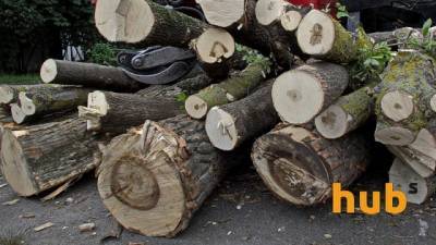 Роман Абрамовский - Незаконный оборот древесины в Украине достигает 5 млрд грн в год - hubs.ua