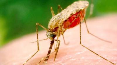 В Харькове от малярии умер 44-летний мужчина - ru.espreso.tv - Харьков - Экваториальная Гвинея