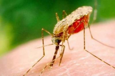 В Украине зафиксировали случай малярии: инфицированный умер - vchaspik.ua - Харьков - Экваториальная Гвинея