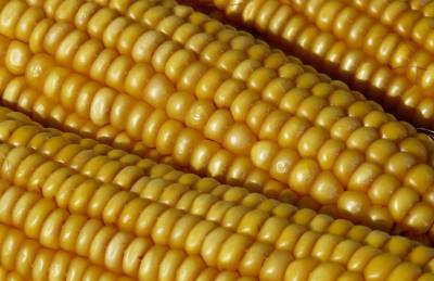 Украина отправила на экспорт 8,3 млн т кукурузы - agroportal.ua