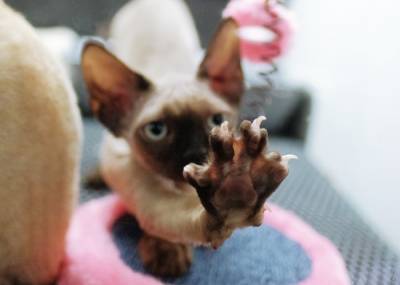 В Мосгордуме предложили запретить ветеринарам удалять кошкам когти по прихоти хозяев - interfax-russia.ru - Москва