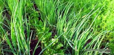 Выращивание сельдерея – листового, корневого и черешкового – моя технология и секреты - skuke.net