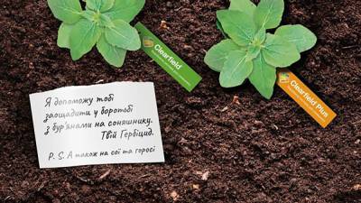 Агро - Пульс вашего урожая: как спасти подсолнухи от сорняков - 24tv.ua