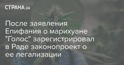 Кира Рудик - После заявления Епифания о марихуане "Голос" зарегистрировал в Раде законопроект о ее легализации - strana.ua