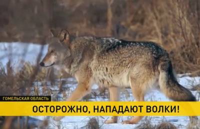 «Часть загрызли, остальных утащили в лес»: стая волков атакует деревню в Гомельском районе - ont.by