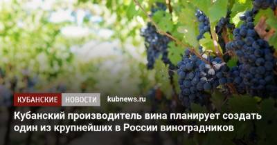 Андрей Коробка - Кубанский производитель вина планирует создать один из крупнейших в России виноградников - kubnews.ru - Краснодарский край
