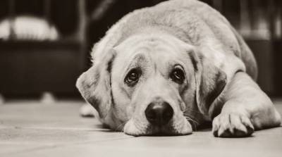 Чего добивается собака, когда смотрит грустным взглядом? - skuke.net