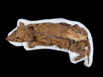 В вечной мерзлоте нашли волчонка, жившего 57 тысяч лет назад - polit.ru - США - Канада