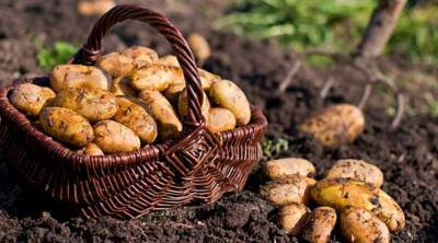 Агро - Польша нарастила урожай картофеля - 24tv.ua
