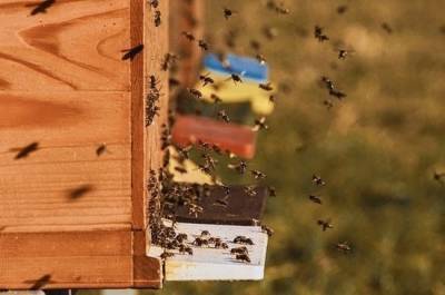 Сергей Белоусов - Сенаторы одобрили закон о пчеловодстве - pnp.ru