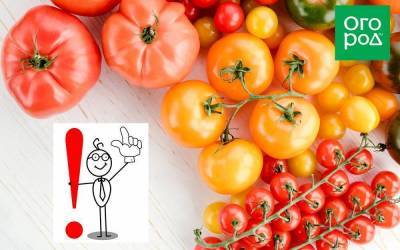 Топ-40 ошибок при выращивании томатов: грабли, на которые наступают почти все - skuke.net
