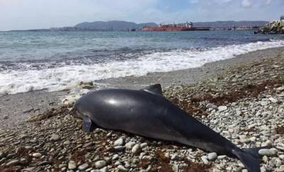 В Крыму в 2020 году погибло рекордное количество дельфинов: печальная статистика - 24tv.ua - Крым - По - Новости