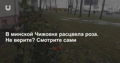 В минской Чижовке расцвела роза. Не верите? Смотрите сами - news.tut.by - Минск