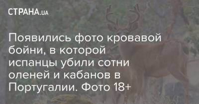 Появились фото кровавой бойни, в которой испанцы убили сотни оленей и кабанов в Португалии. Фото 18+ - strana.ua - Португалия - Черкасская обл.