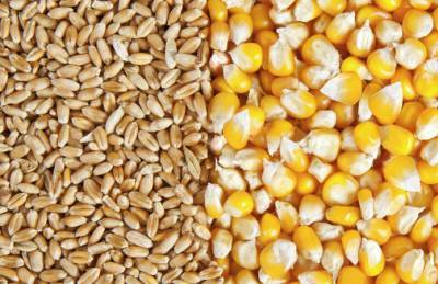 Экспорт зерна из Украины перевалил за 25 млн т - agroportal.ua
