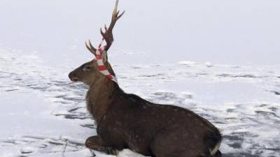 В Приморье спасли оленя, погибавшего на льду водохранилища - vesti.ru - Приморье край - район Шкотовский