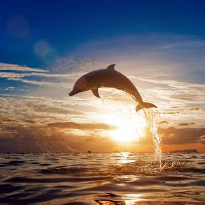 Глобальное потепление: гибнут дельфины и исчезают коралловые рифы - inform-ua.info - шт. Калифорния