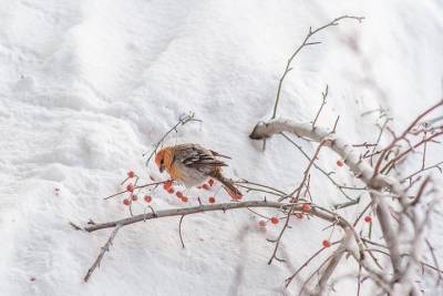 Необычно яркие птицы прилетели на зимовку в Новосибирск - novos.mk.ru - Новосибирск - Бердск