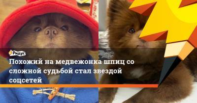 Похожий на медвежонка шпиц со сложной судьбой стал звездой соцсетей - ridus.ru - Нью-Йорк - штат Оклахома
