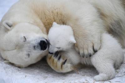 В Ростовском зоопарке впервые за 32 года родился белый медведь - govoritmoskva.ru - Ростов-На-Дону - Чехия - Брно