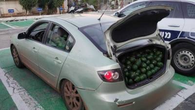 Собирали чужой урожай: в кибуце рядом с Герцлией задержали похитителей авокадо - vesty.co.il - Рамат