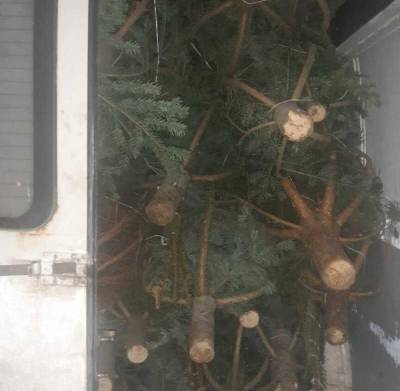 Хотел продать нечипированные елки: у мужчины изъяли микроавтобус и товар – фото - 24tv.ua
