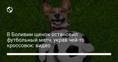 В Боливии щенок остановил футбольный матч, украв чей-то кроссовок: видео - liga.net - Боливия