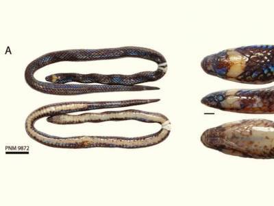 Филиппинская роющая змея питается земляными червями - polit.ru - США - Филиппины