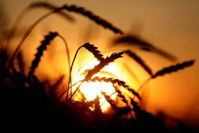 Экспортные цены на пшеницу РФ продолжили рост на прошлой неделе - smartmoney.one - Москва - Россия - Новороссийск - Krasnoyarsk