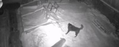 В Коми собака спасла 10-летнего ребенка ценой своей жизни - runews24.ru - респ. Коми