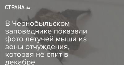 В Чернобыльском заповеднике показали фото летучей мыши из зоны отчуждения, которая не спит в декабре - strana.ua