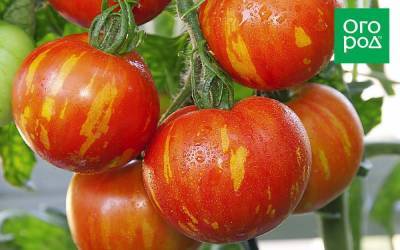 Полосатые томаты – лучшие сорта с фото и описанием - skuke.net