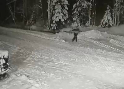 Сестренка засыпала с ним: терьер в Коми спас мальчика от волка ценой своей жизни - province.ru - респ. Коми