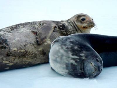 Тюлени Уэдделла общаются при помощи ультразвука - polit.ru - Антарктида - штат Орегон