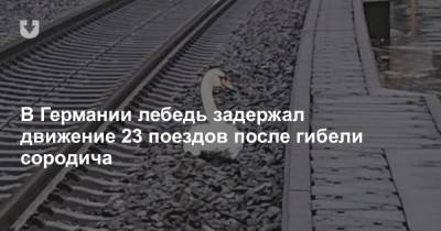 В Германии лебедь задержал движение 23 поездов после гибели сородича - news.tut.by