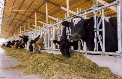 Агропродсервис инвестировал €1,8 млн в обновление молочного поголовья - agroportal.ua - Черновицкая обл.