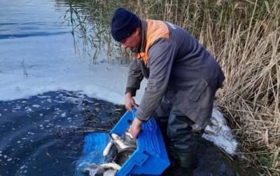 Госэкоинспекция усиливает борьбу против рыбного браконьерства - lenta.ua