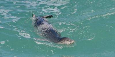 Редкий гость: у берегов Герцлии видели тюленя - detaly.co.il
