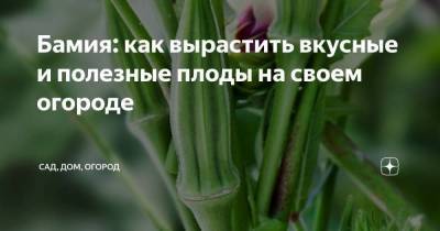 Бамия: как вырастить вкусные и полезные плоды на своем огороде - skuke.net