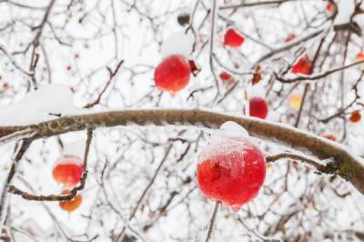 Топ-9 самых вкусных яблок зимних сортов с фото - skuke.net
