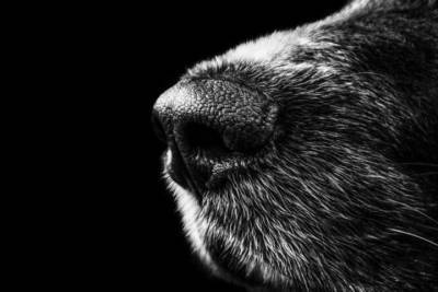 Вели себя как волки: дикие звери напали на женщину с собакой в Новосибирске - novos.mk.ru - Новосибирск